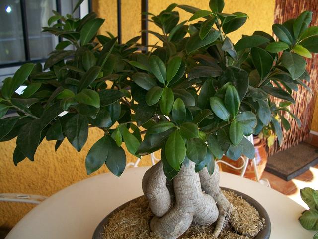 Come coltivare il Ficus Ginseng