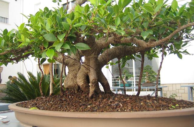 Ficus Ginseng, il bonsai facile e portafortuna