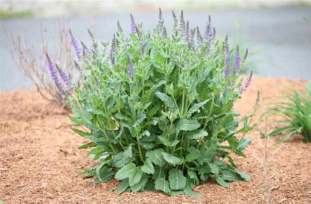 La salvia è una pianta miracolosa! Ecco tutti i suoi effetti