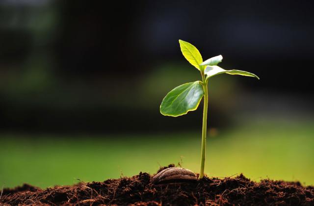 Adottare un albero di arance on line