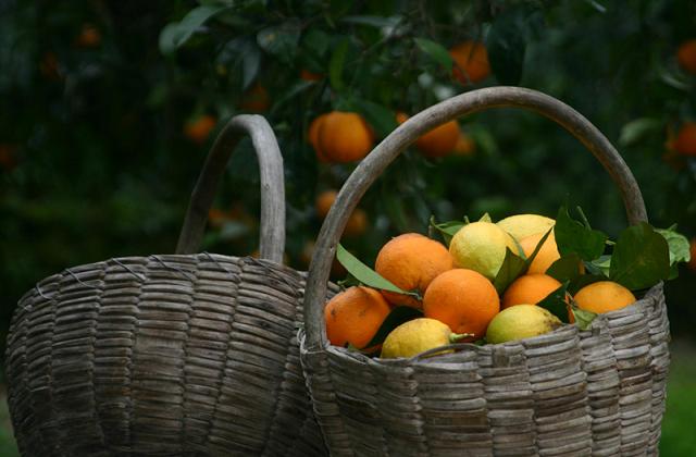 Adotta un agrumeto o limoneto biologico