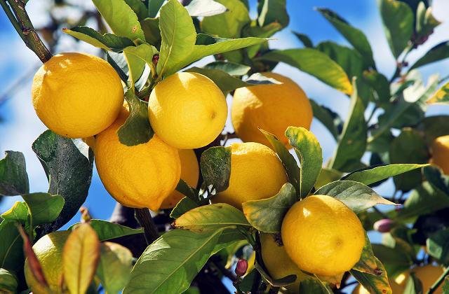 Adotta un albero di limoni calabresi