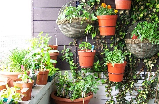 Piante da appartamento belle e semplici da curare