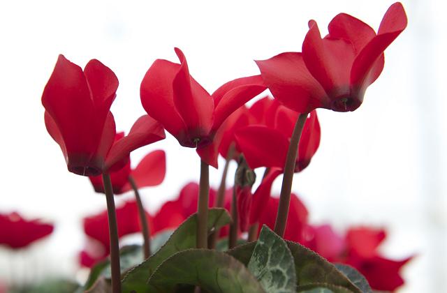 Le migliori piante da appartamento con fiori