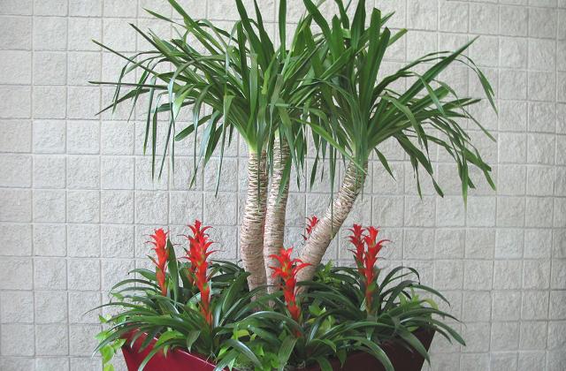 Piante da appartamento che arredano