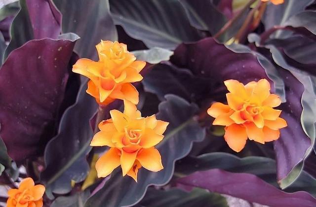 Piante da appartamento resistenti e decorative