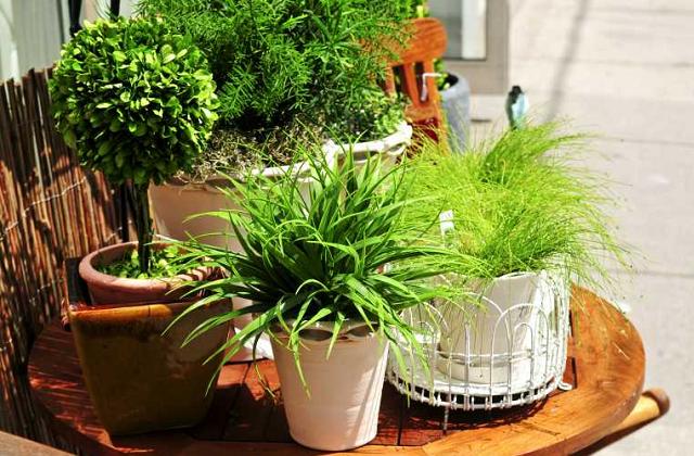 Le piante che purificano l’aria di casa