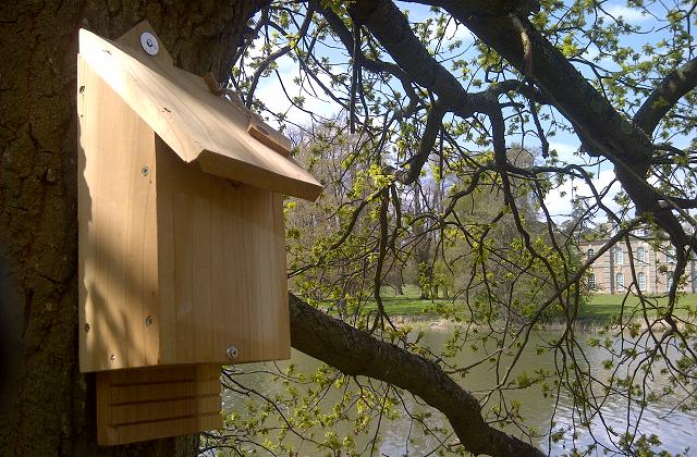Costruiamo una batbox per i pipistrelli