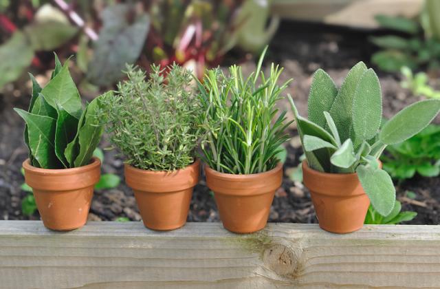 Rosmarino: come coltivarlo in vaso o in giardino