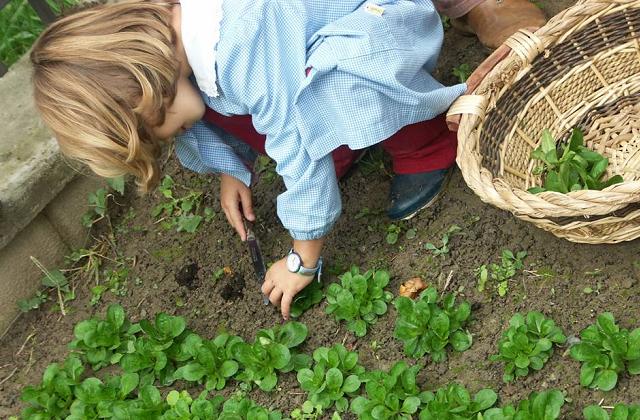 L'orto in giardino step by step
