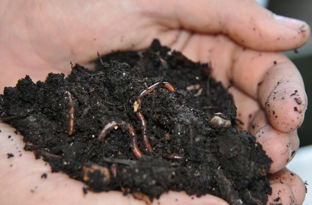 Come coltivare l'orto domestico in giardino o sul balcone