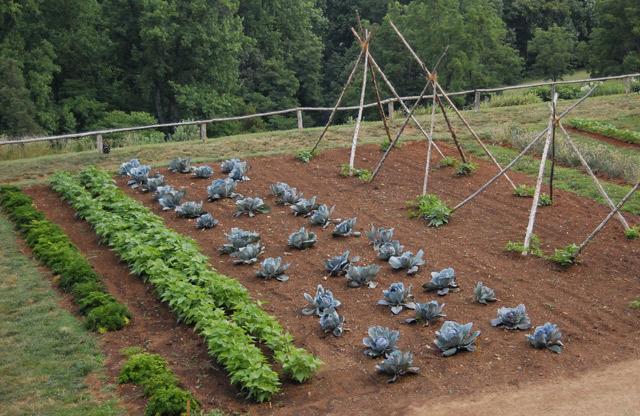 Frutta e verdura dell'orto domestico: più buona e salutare