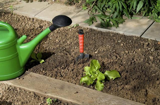 Tutti i segreti per un orto domestico perfetto