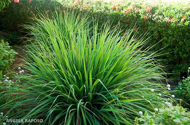 Come allontanare le mosche con le piante aromatiche