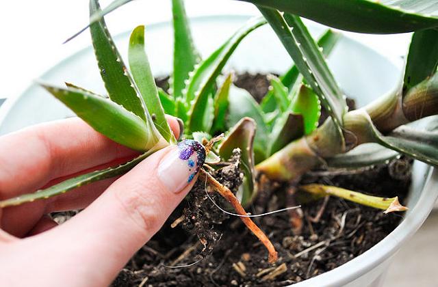 Aloe vera: proprietà, uso, controindicazioni