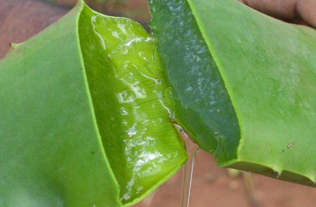Aloe Vera: proprietà e controindicazioni di gel e succo