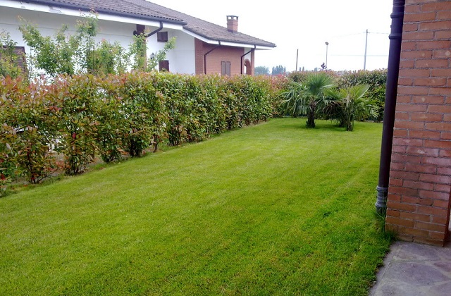 Guida al prato verde: seminare irrigare tagliare