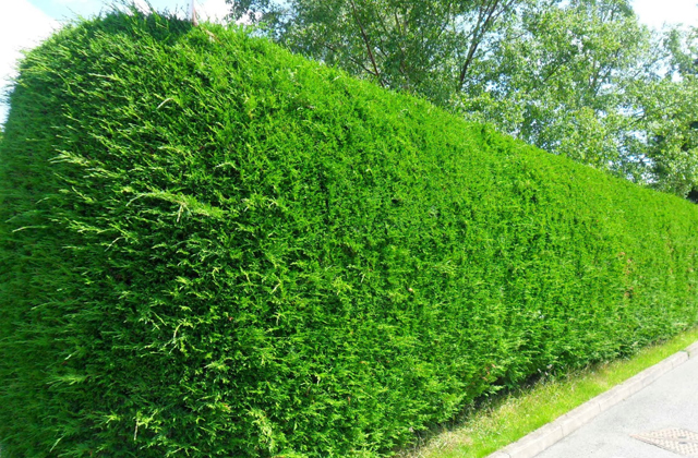 siepe ornamentale