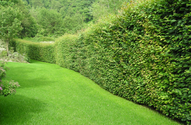 siepi da giardino