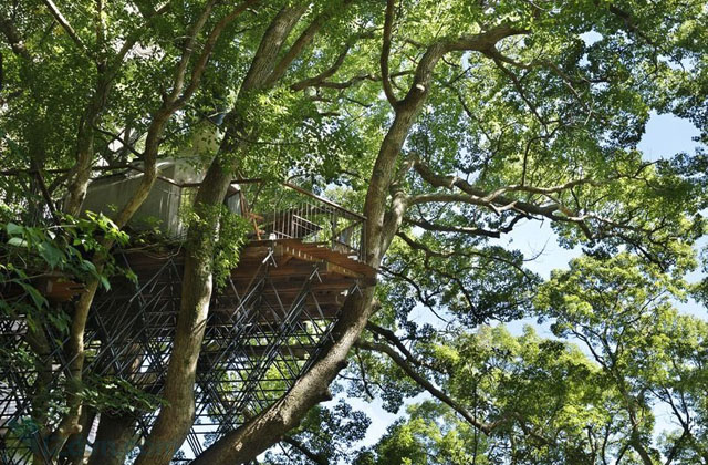 casa più grande sull'albero