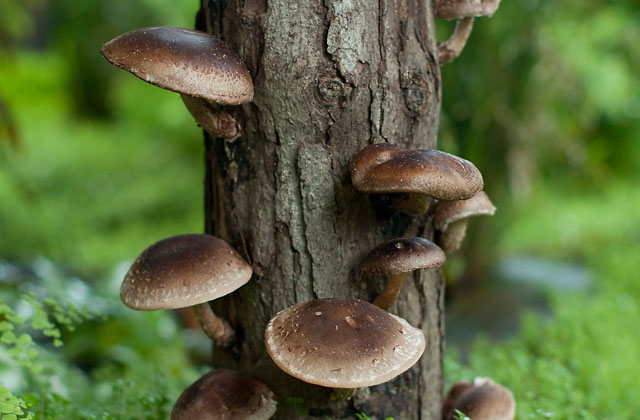 coltivare funghi Shiitake