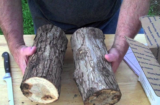 tronchetti per funghi
