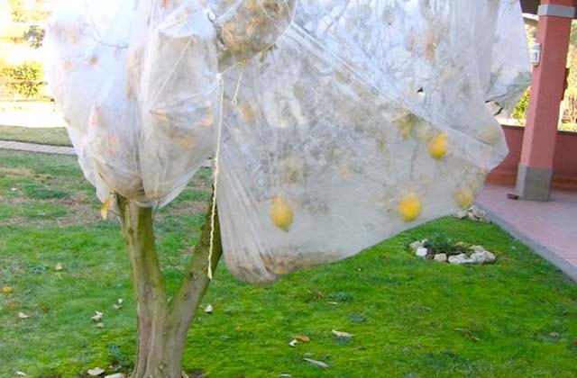 proteggere le piante dal freddo