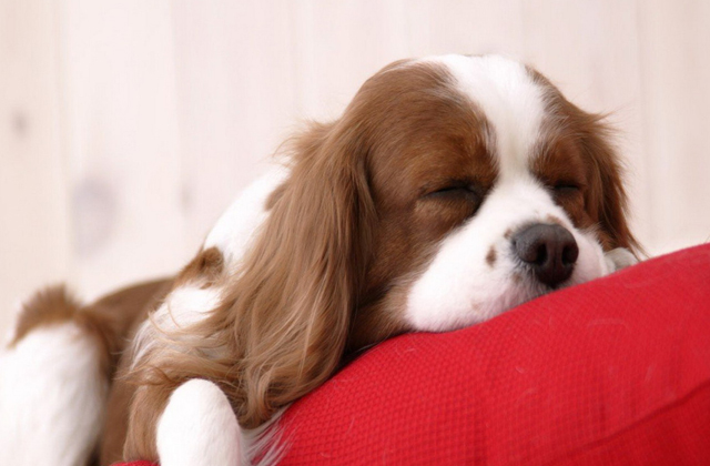 cane felice