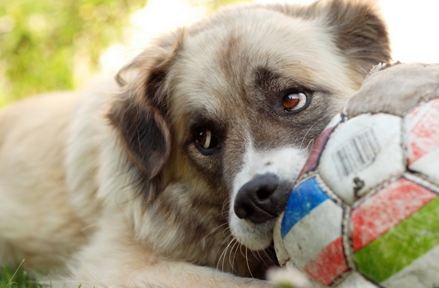 il cane felice
