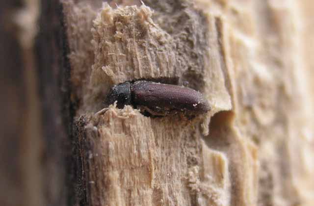 come rimuovere i tarli