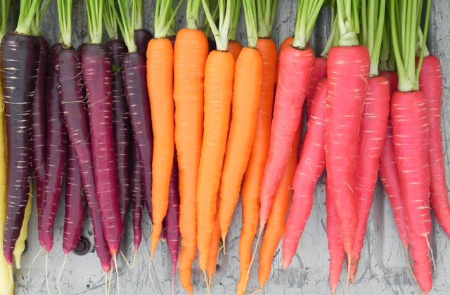 coltivare carote in vaso