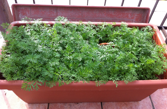 coltivare carote sul balcone