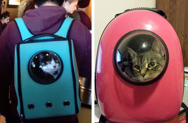 Lo zaino alternativo per portare in giro i nostri gatti