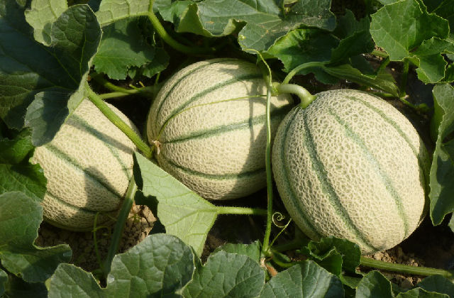 coltivare il melone