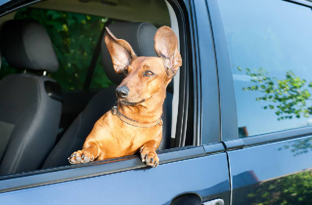 viaggiare in macchina col cane