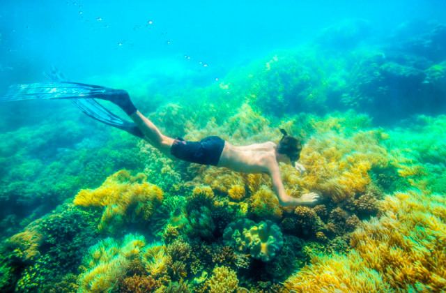 esplorare la barriera corallina