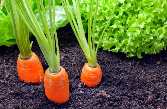 piantare nell'orto ad aprile