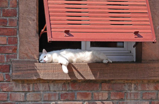 gatto all'ombra per combattere il caldo