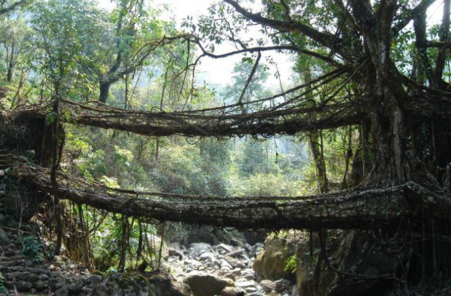ponte di radici di caucciù