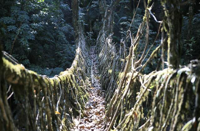 camminare su un ponte di radici di caucciù