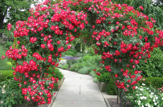 rosa rossa rampicante Vanity