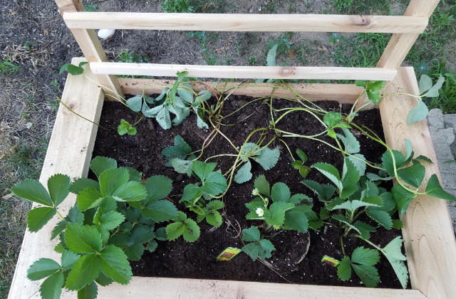 piantine dentro una grow box
