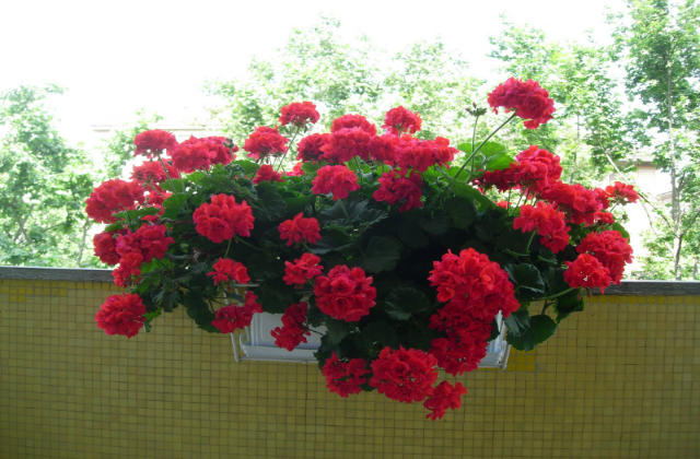 fertilizzante naturale per i gerani 