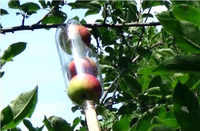 Riciclo creativo: un raccogli frutta fatto da una bottiglia di plastica