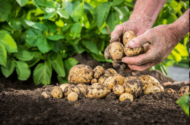 raccolta patate