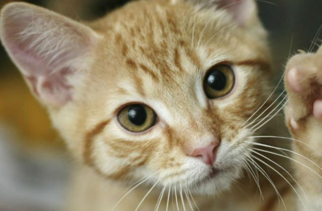 gatto alza zampa