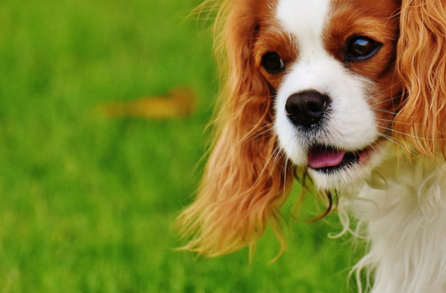 pelo del cane pulito