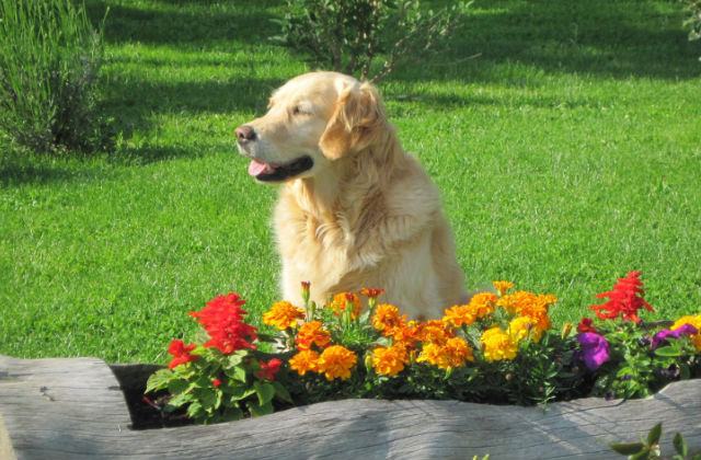 cane in giardino
