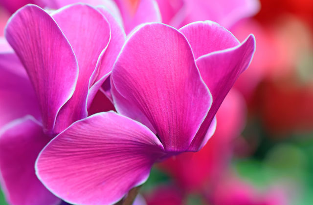 ciclamino particolare