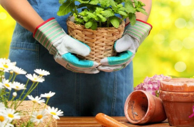 garden therapy